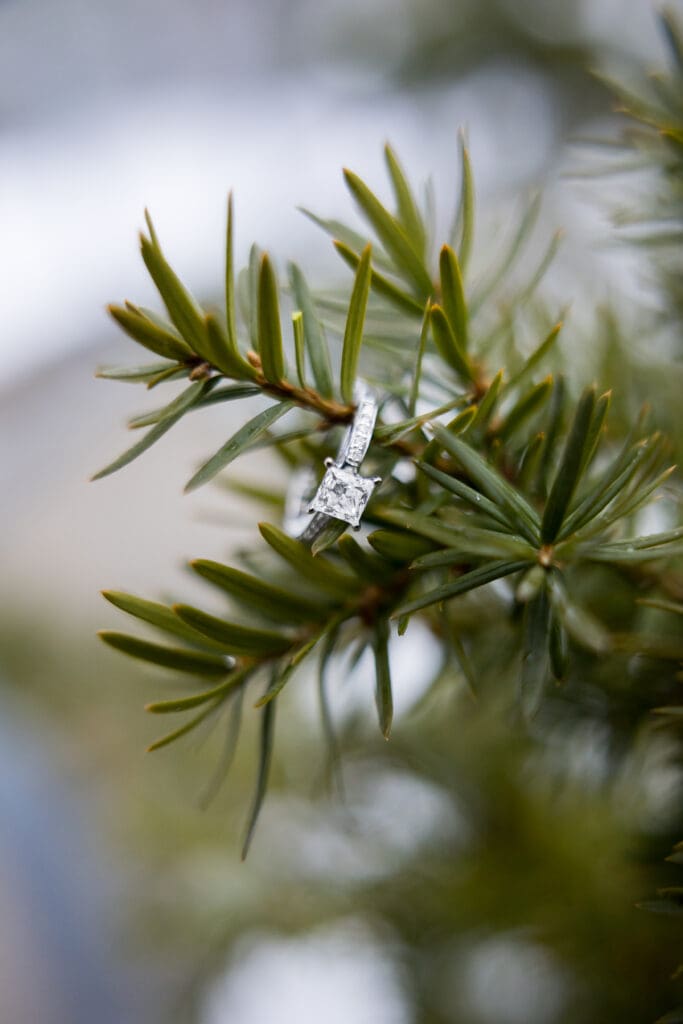 an engagement ring hangs on a pine tree needle